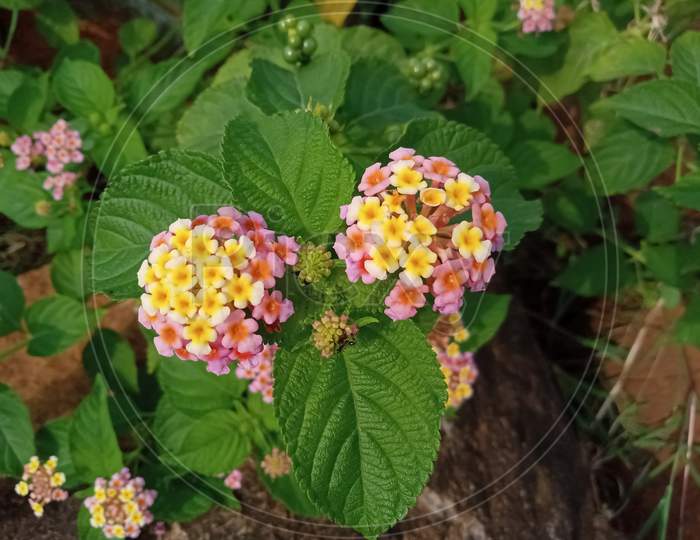 little yellow and pink color flower