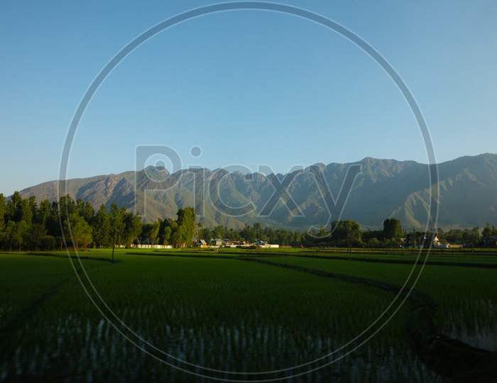 Agriculture Fields with Mountains in the Background