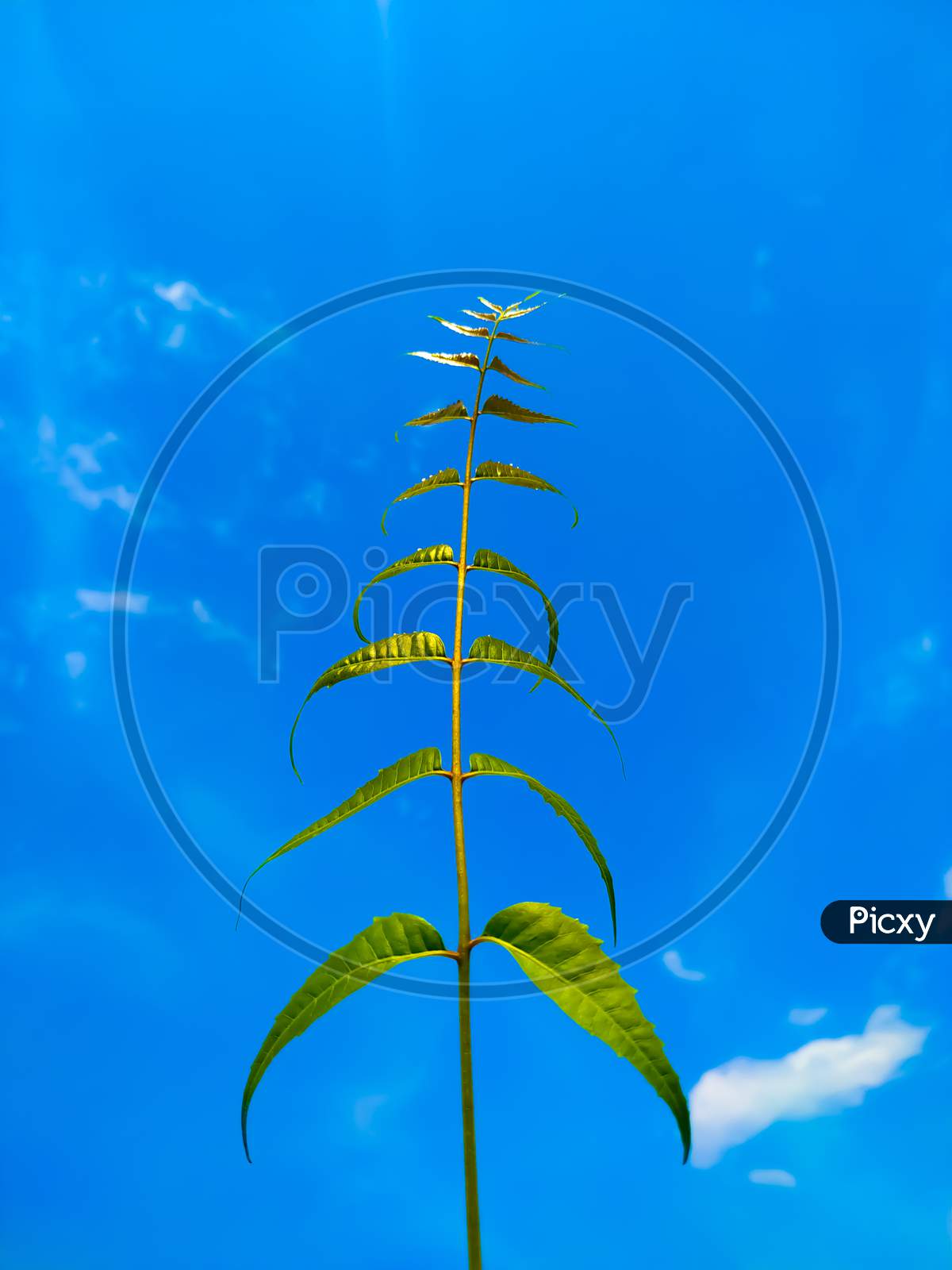 Neem Leaf On The Background Of Blue Sky