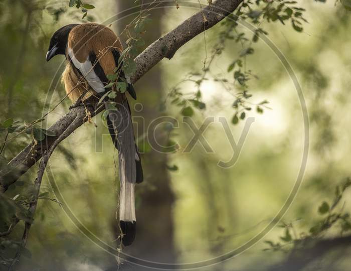 A Rufous Treepie sitting on a Tree Branch