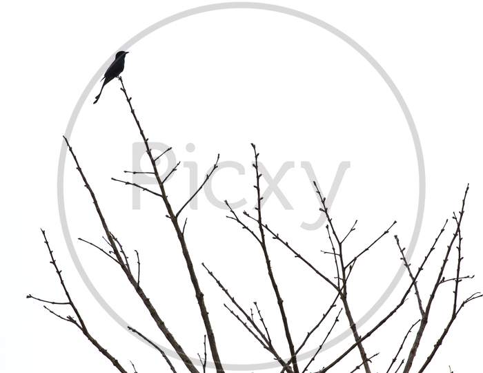 Silhouette of a bird sitting on a branch of a Tree