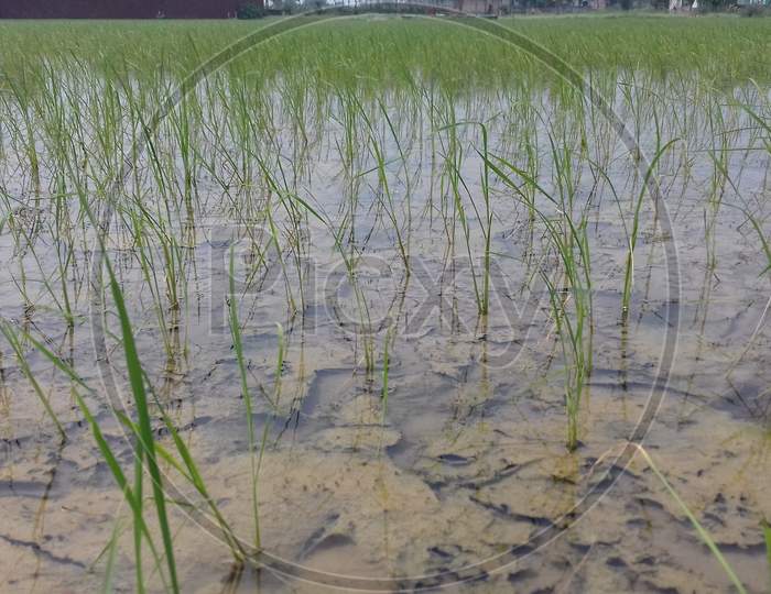 Rice Field plantation
