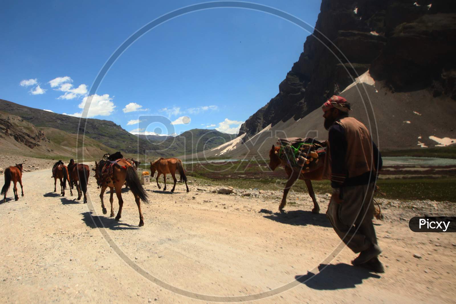Donkey's in Leh with Mountains in the Background