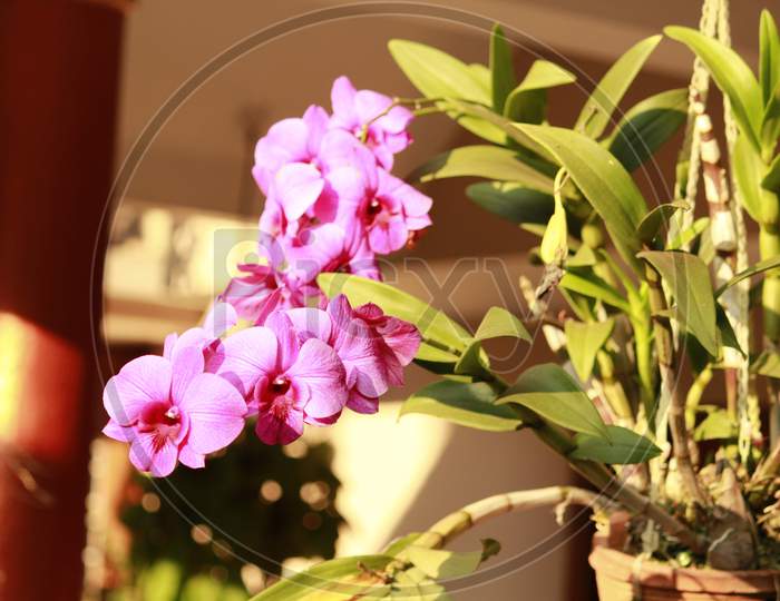 Purple Large Orchid Inflorescence With Lots Of Leaf And Stem In A Pot