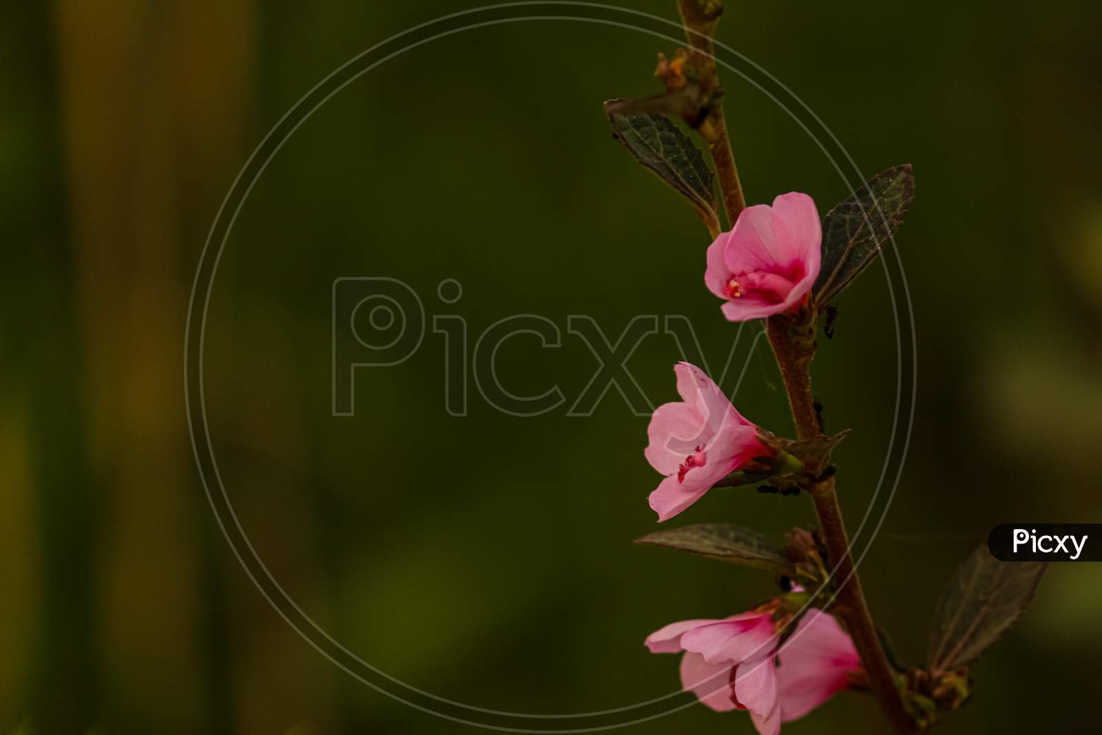 pink caesarweed flower with green background