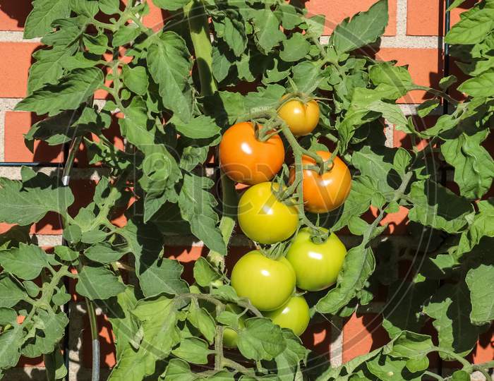Agriculture concept. Some big red and green tomatoes on a bush growing at the wall of a house.