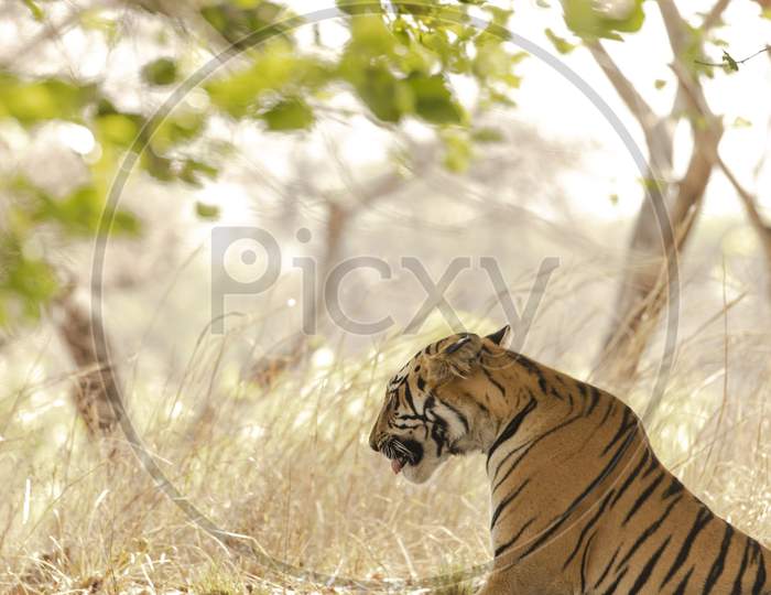 Royal Bengal Tiger in the Forest