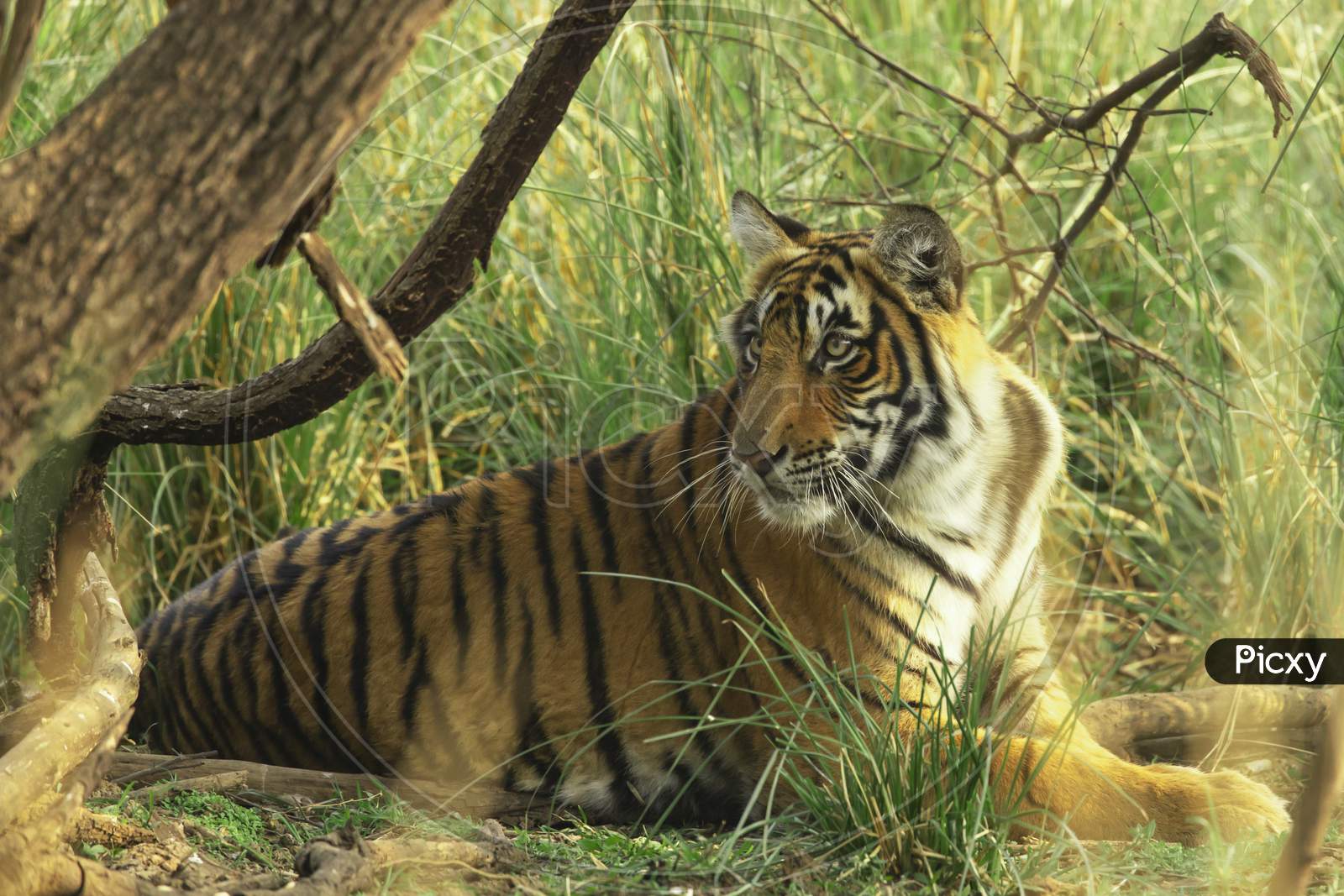 A Tiger or Royal Bengal Tiger in the Forest