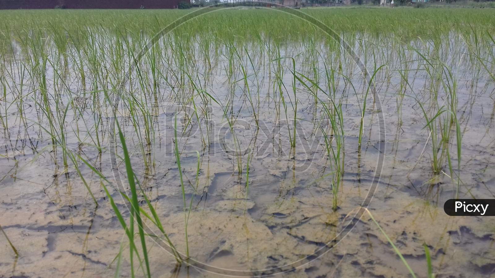 Rice Field plantation