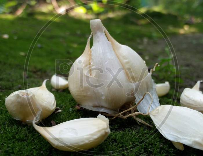 With garlic photography ideas