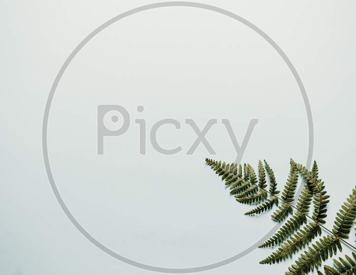 A Minimalist Background With A Fern On The Corner