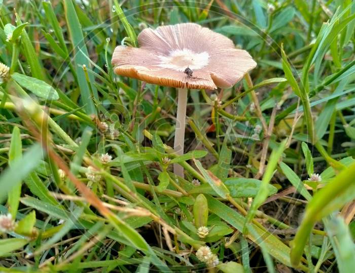 Ripe mushroom
