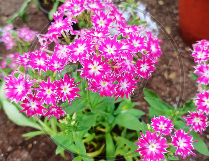 Pink colour unique flowers