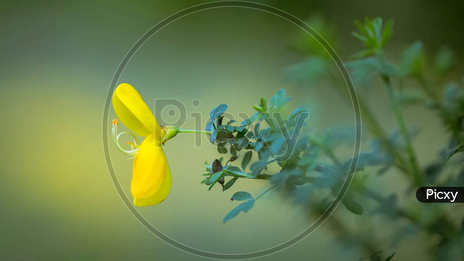 A little yellow flower close up macro