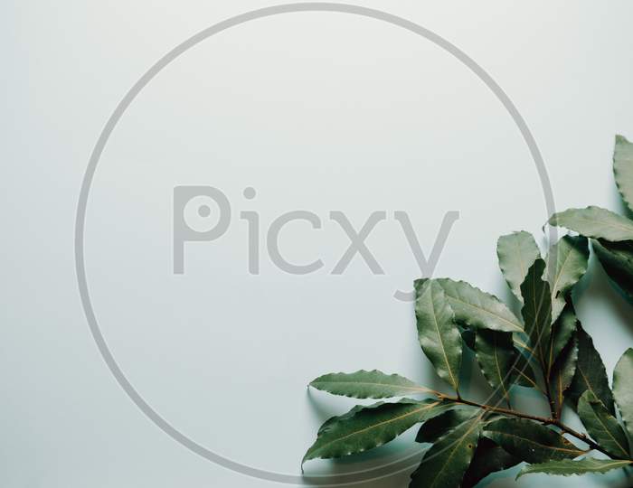 White Background With Branch Of Green Plants On The Bottom Right Corner