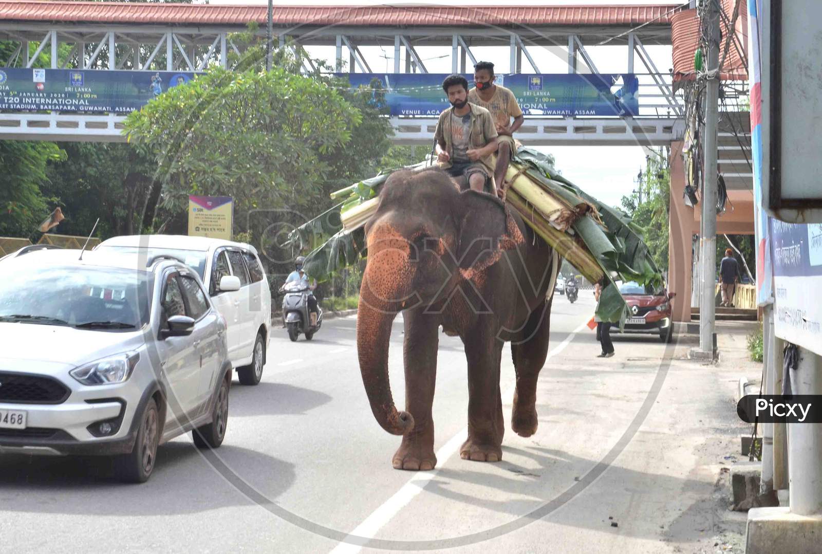An Elephant carrying Banana tree