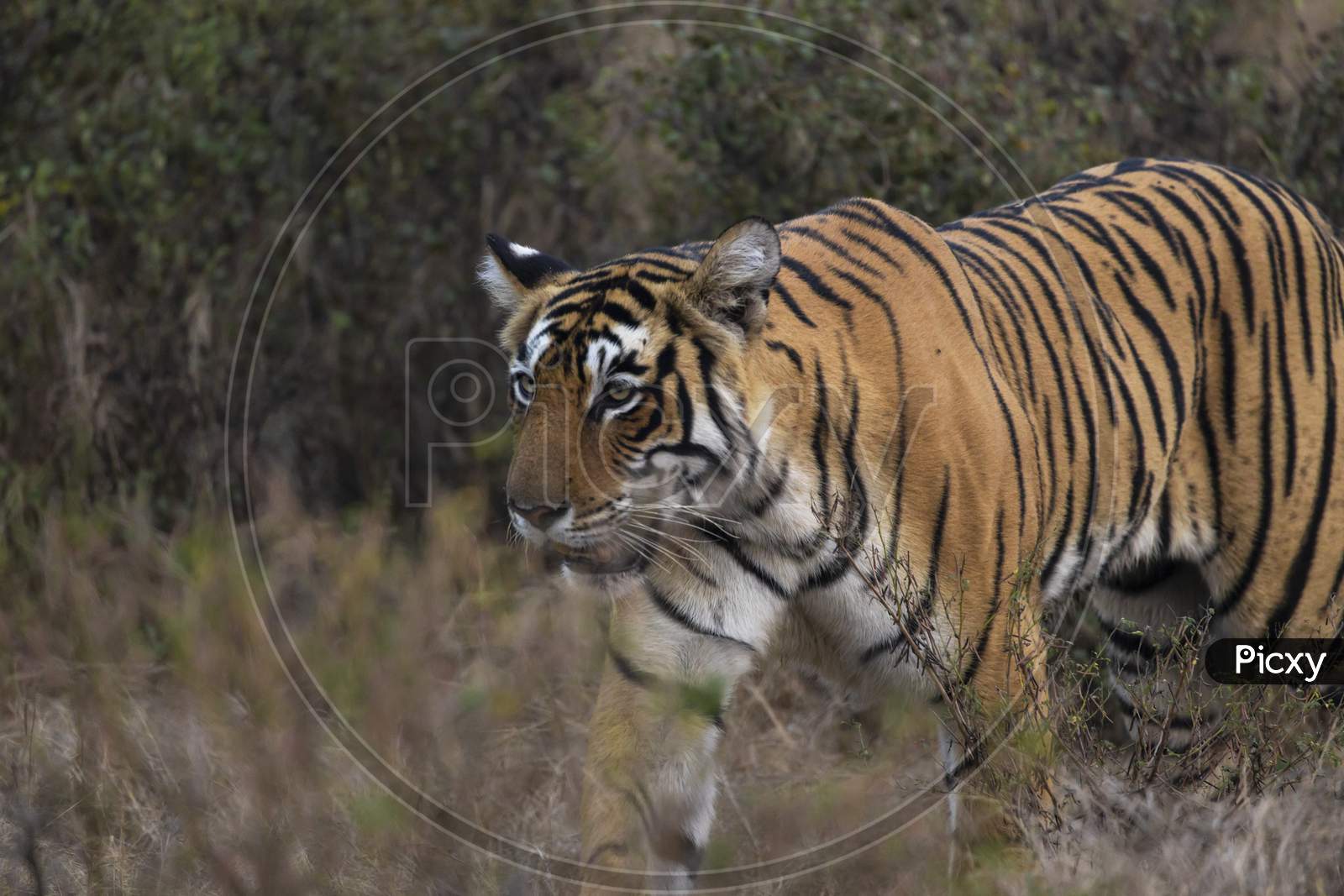 A Royal Bengal tiger walking in Forest