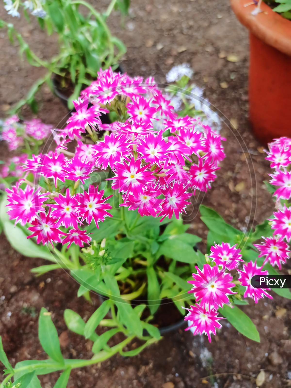 Pink colour unique flowers
