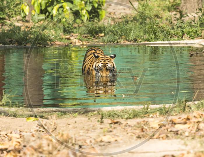 A Tiger or Royal Bengal Tiger in water in a Forest