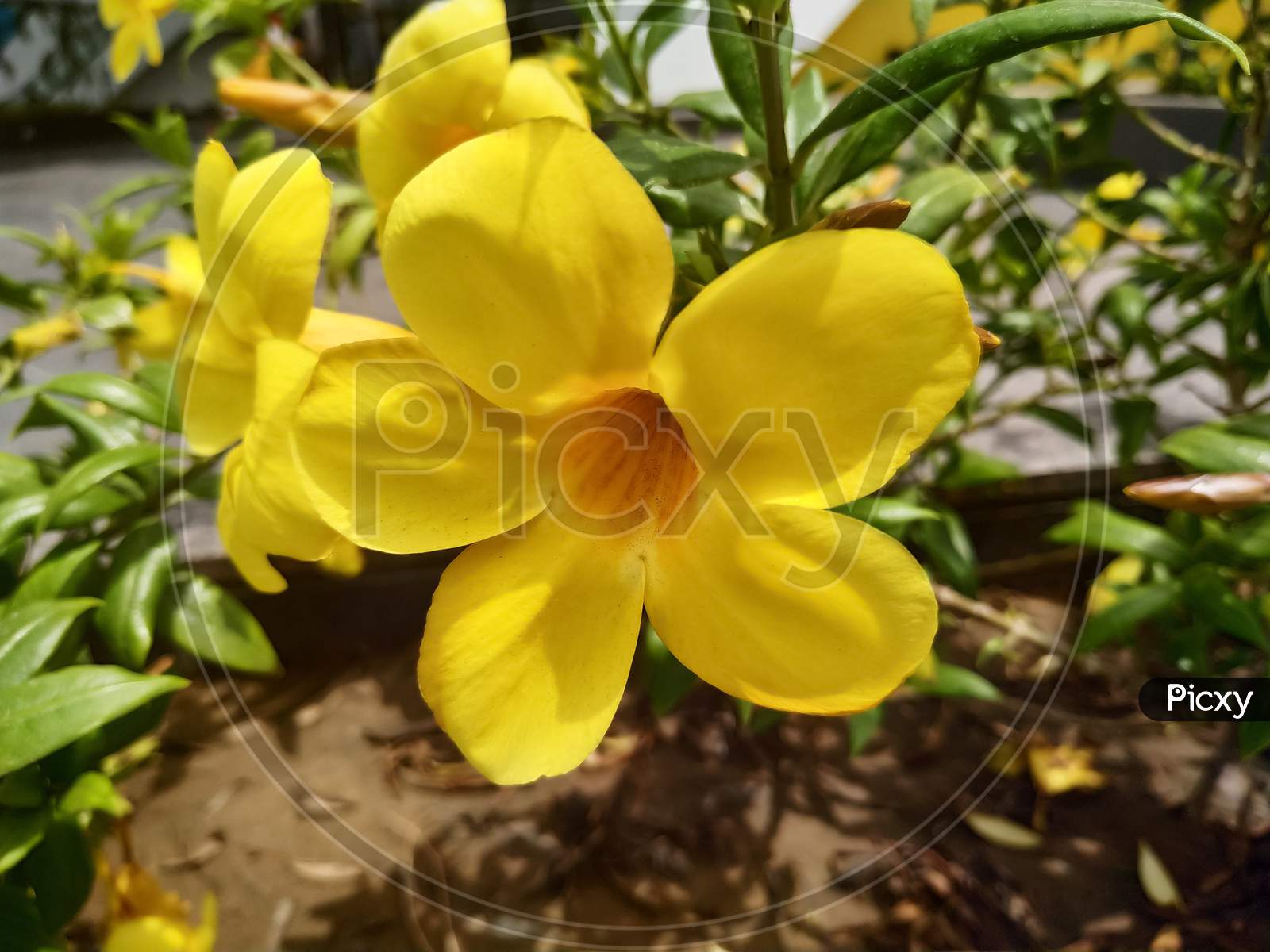 lovely yellow flowers