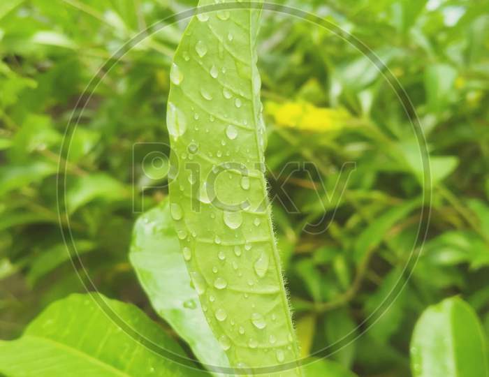 There is an eternal love between the water drop and the leaf. ...