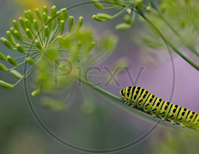 Caterpillar on plant