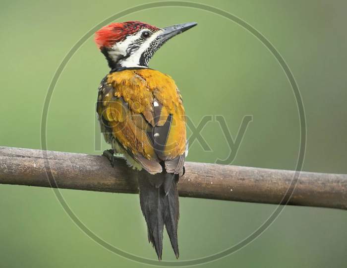 Woodpecker  On branch