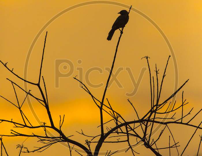 Silhouette of a bird on Tree Branch