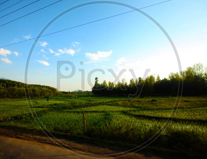 Paddy Agriculture Fields