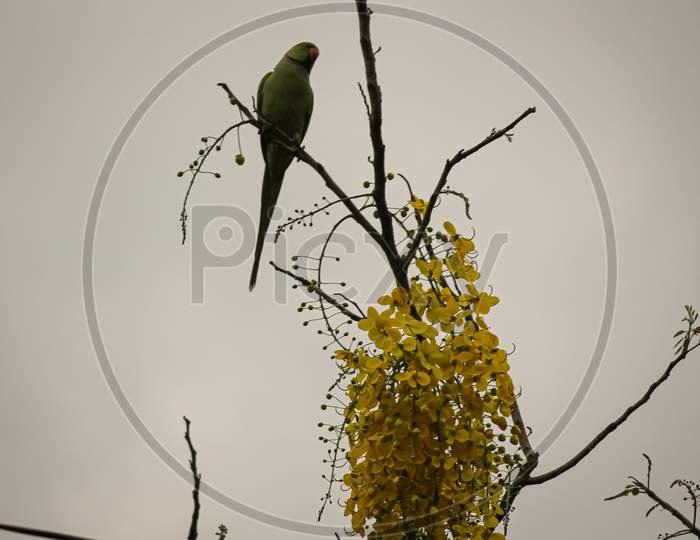 parrot sitting on branch of a tree