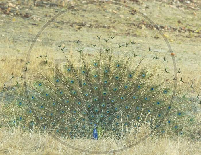 A Peacock in a Forest with Feathers Out