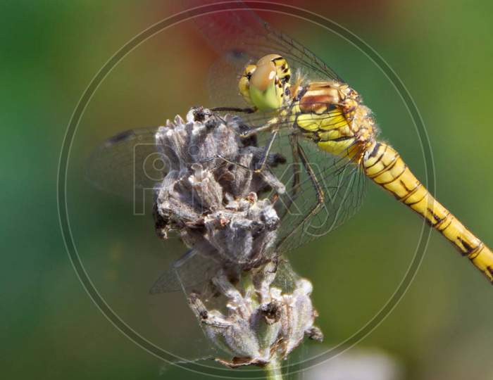 Dragonflies and damseflies insect on plant