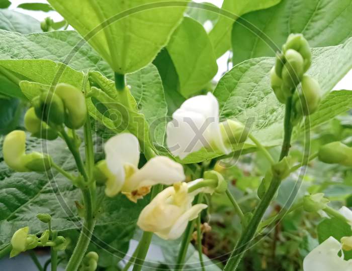white color flowering plant