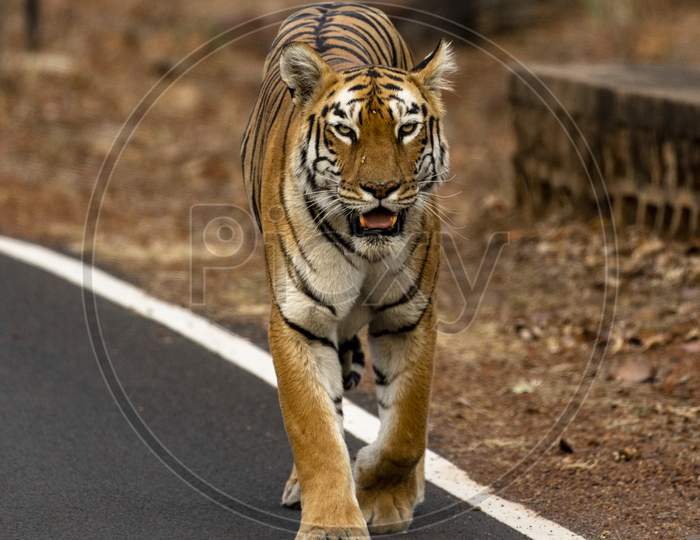 Royal Bengal Tiger walking on a Road