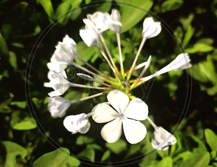 White colour flowers
