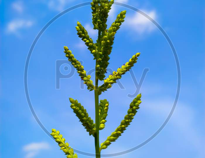 Low Angel View Of Green Flowering Plant Against Blue Sky