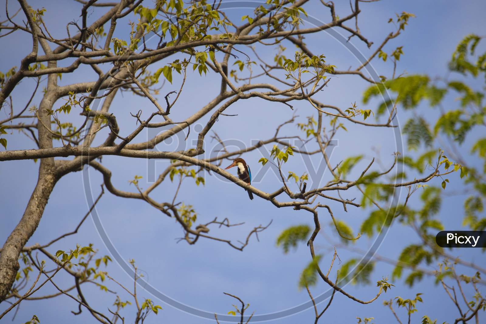 White-throated kingfisher sitting on a branch of a Tree