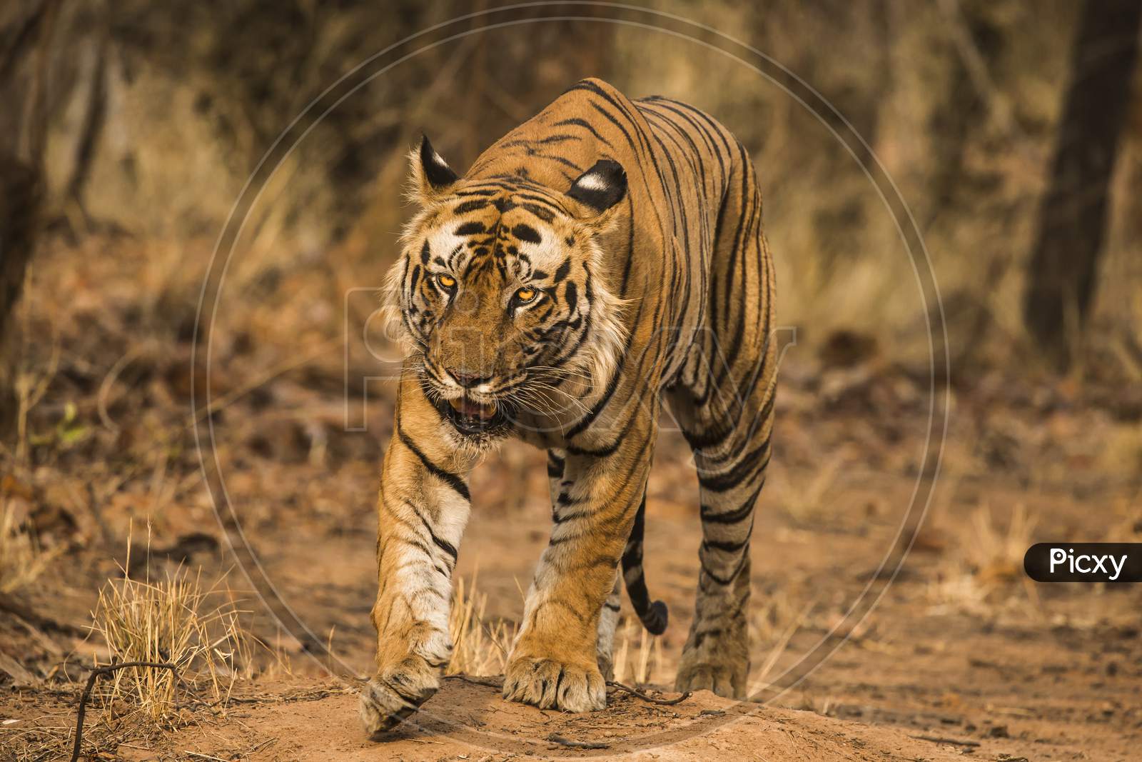 A Tiger or Bengal Tiger walking in Forest