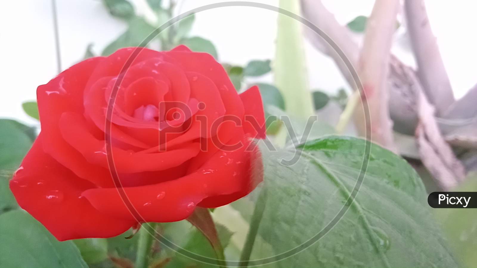 RED ROSE PLANT