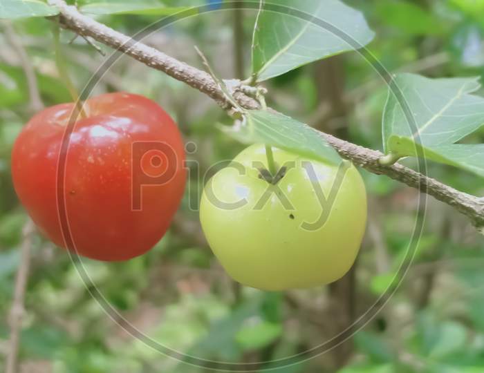 Red Ripe Barbados Cherry And Green Cherry On A Branch With Leaf