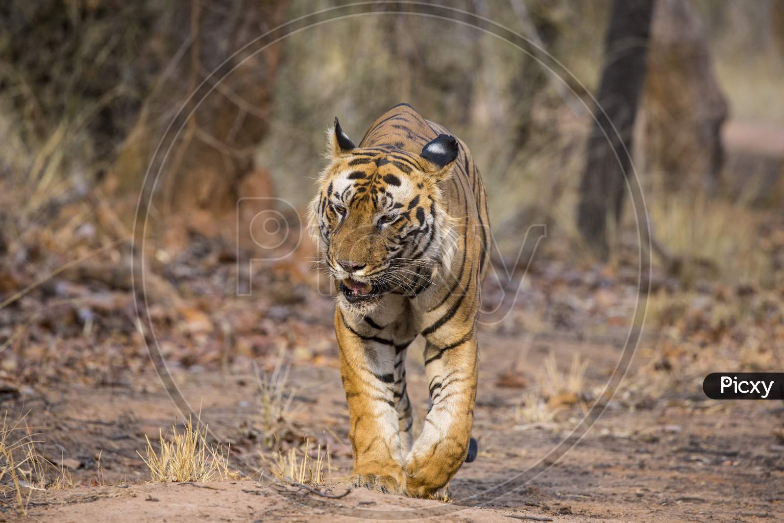 A Tiger walking in a Forest