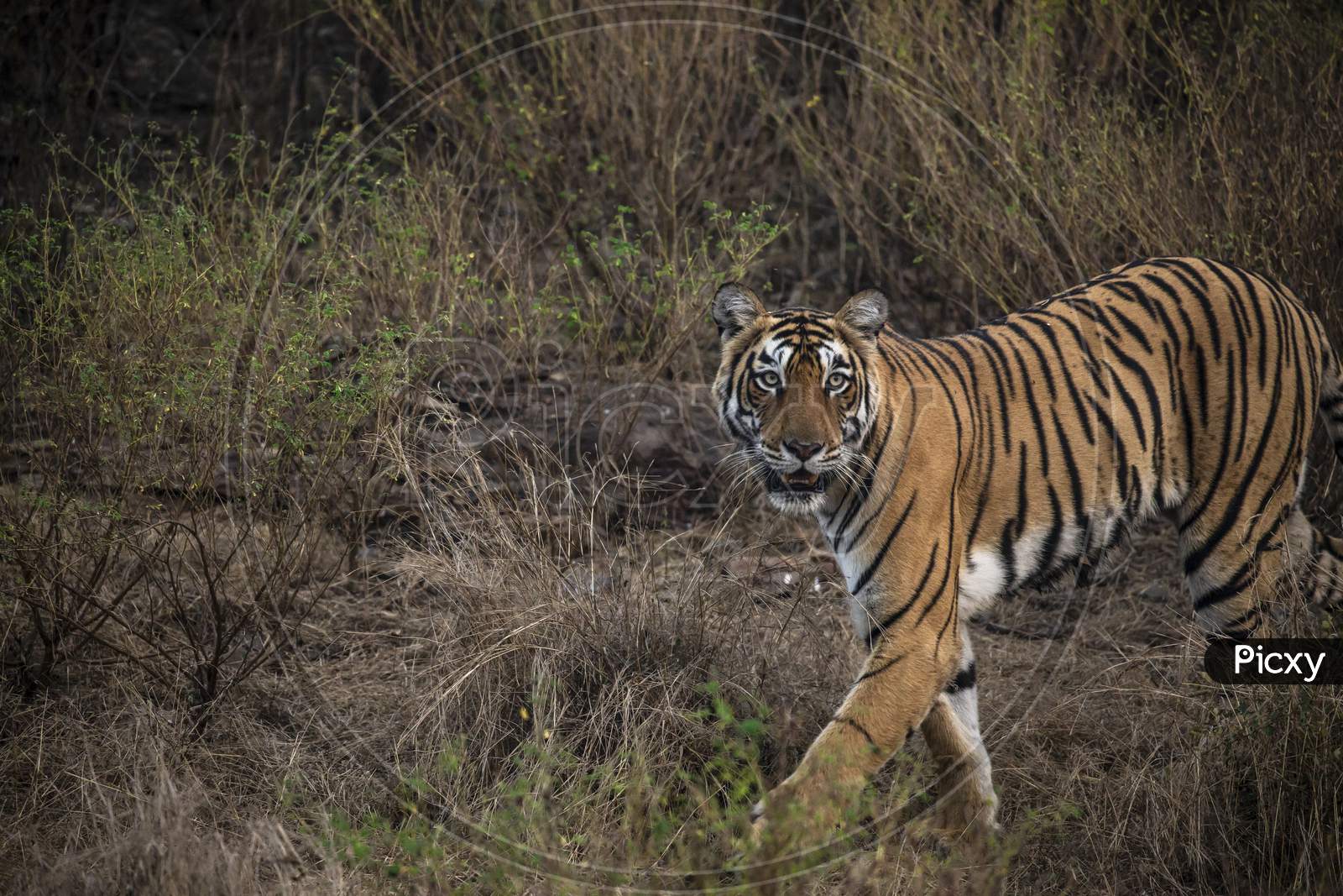 A Royal Bengal tiger walking in Forest
