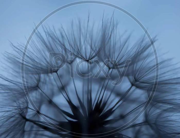Macro photography  dandelion flowers