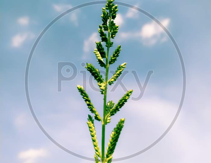 Green Flowering Plant  On The Background Of Sky