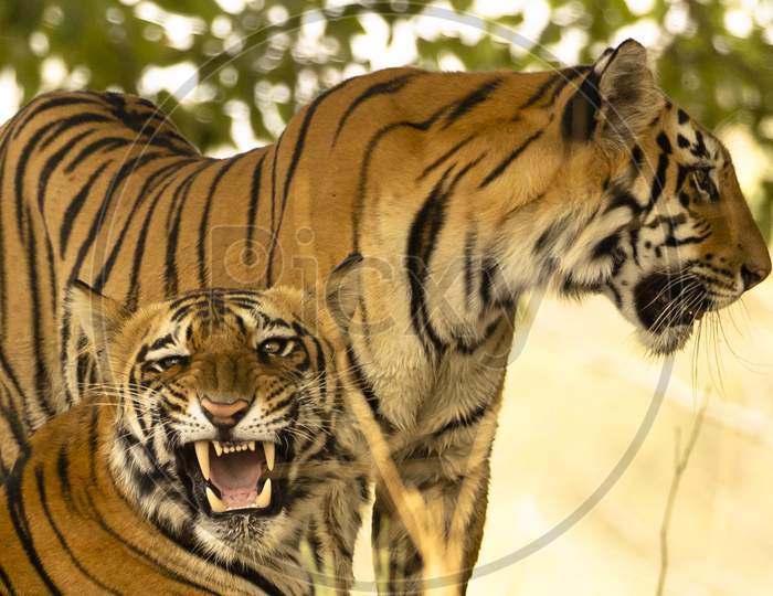 A couple of roaring royal Bengal tigers in Forest