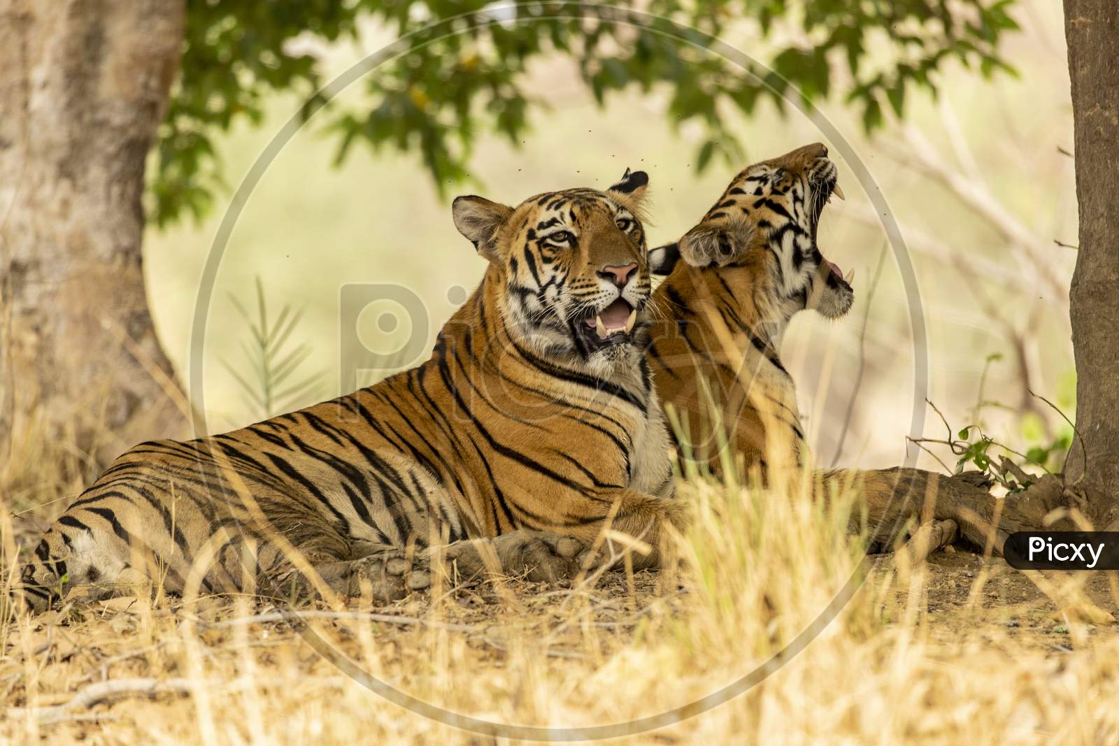 A couple of roaring royal Bengal tigers in Forest