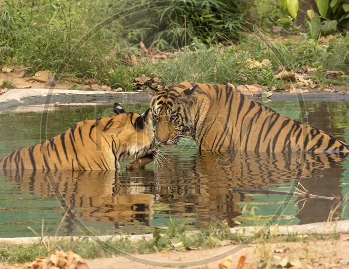 A couple of Tigers or Bengal Tigers in Water