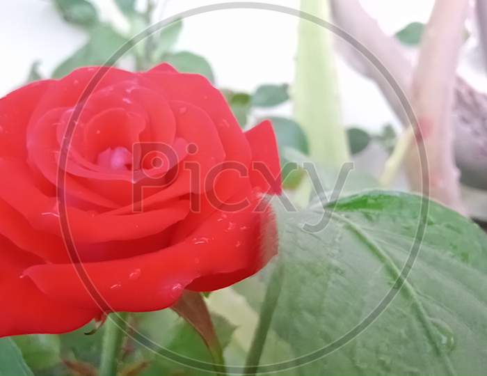 RED ROSE PLANT