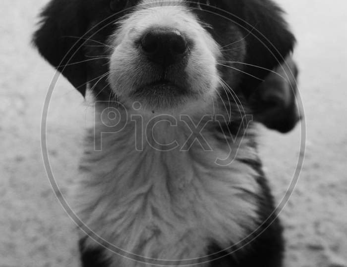 Black and White Portrait of Dog or Puppy in Leh Ladakh