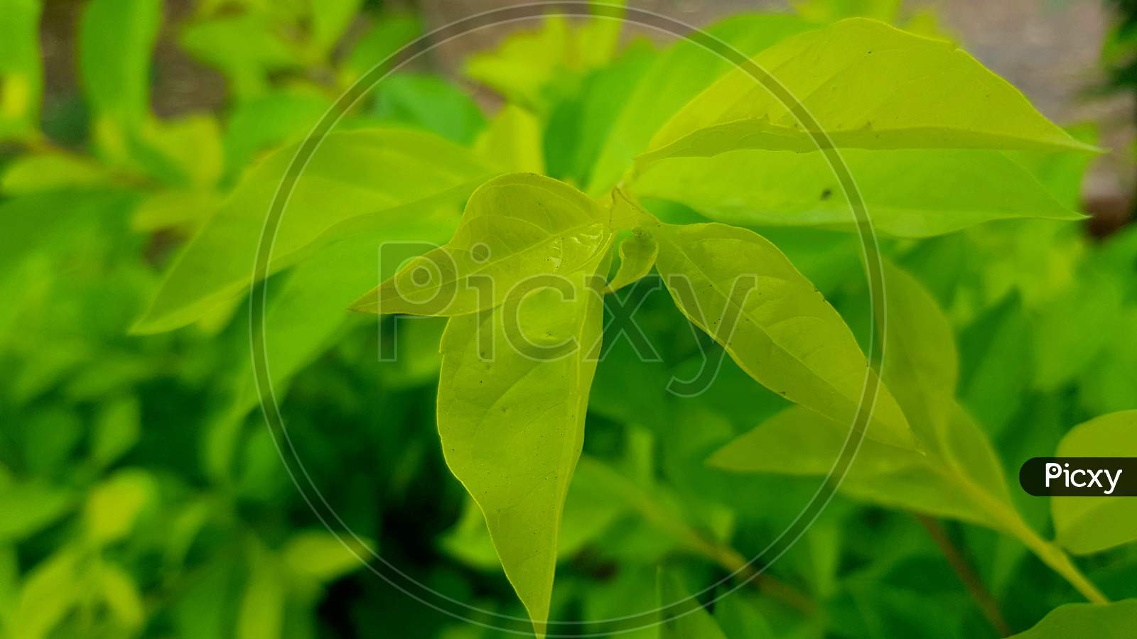 Leafaeg natural green wallpaper